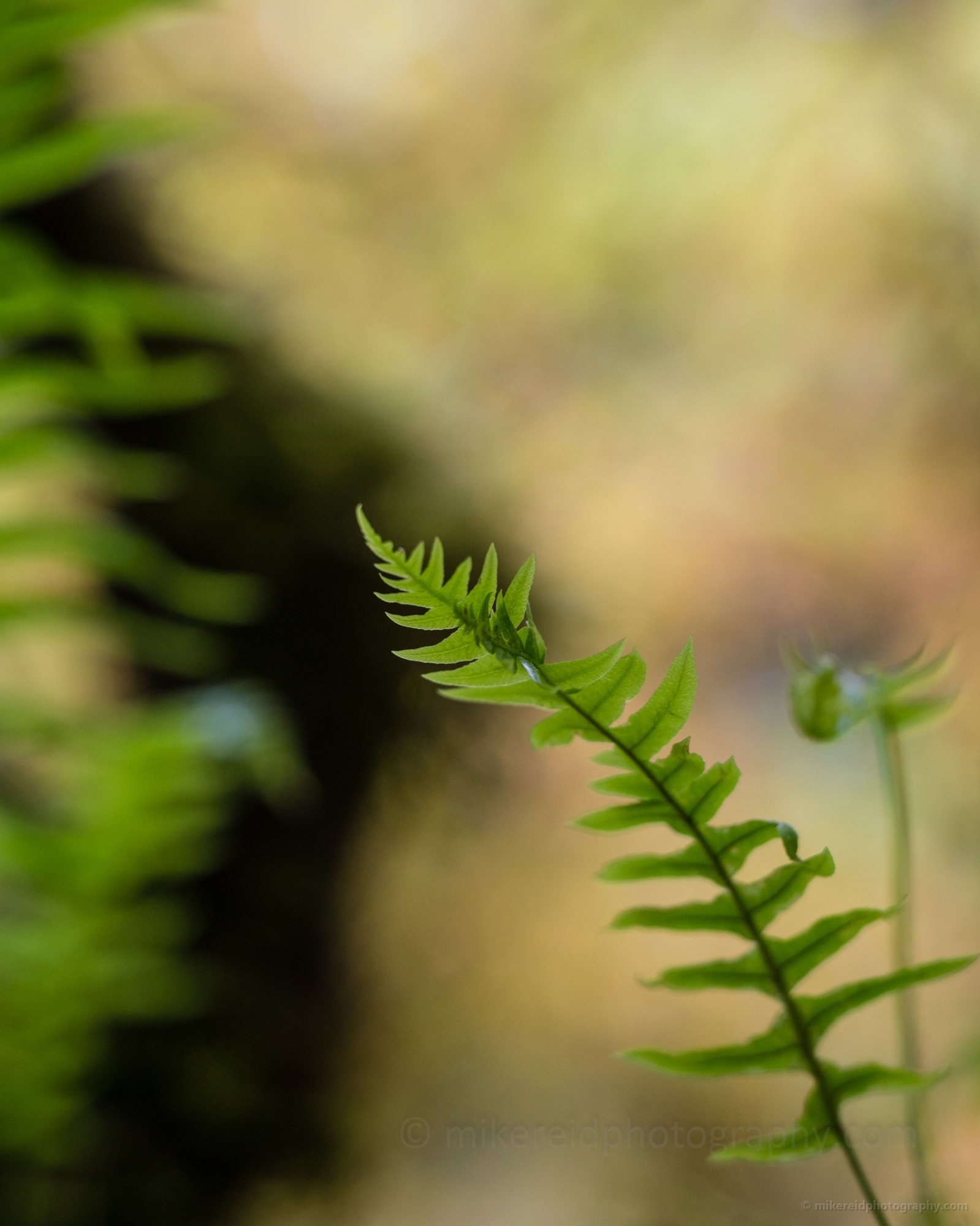 Green Ferns Bokeh
