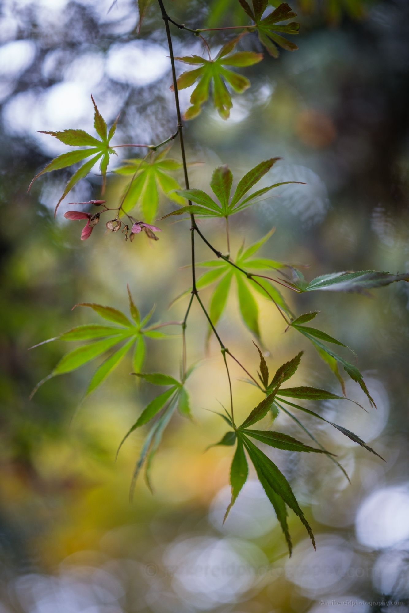 Green Maple Leaves Zeiss Bokeh