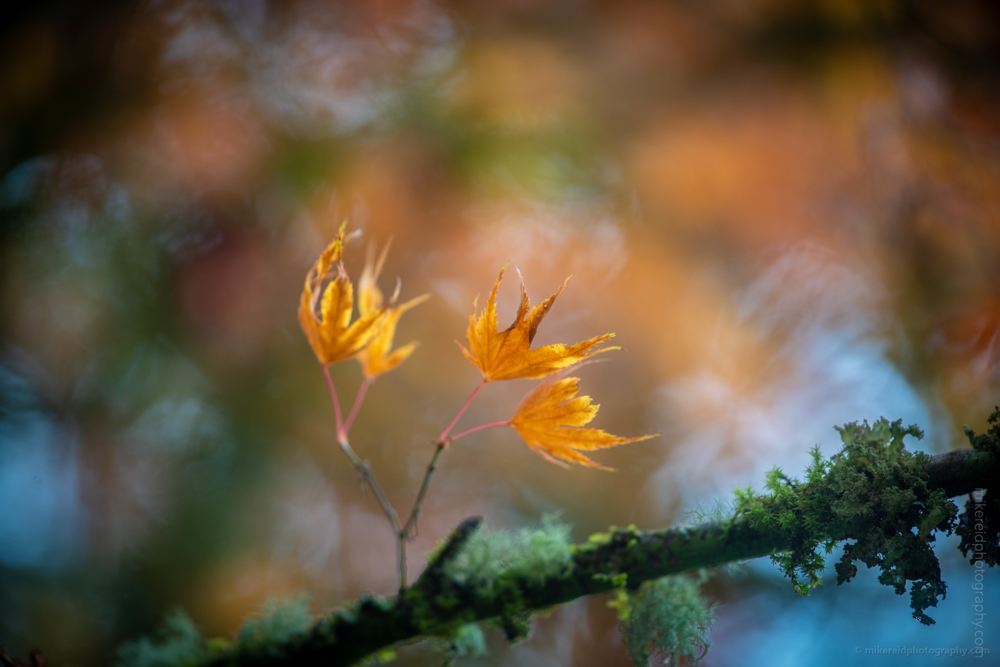 Japanese Maple Branches Four Leaves Bokeh