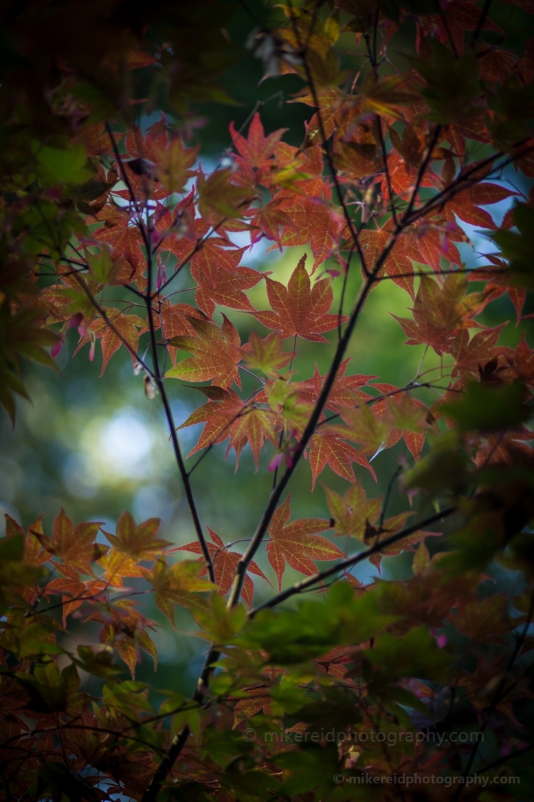Japanese Maples Peeking