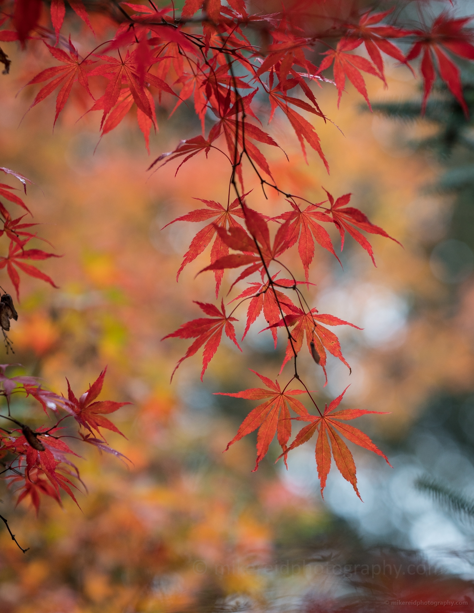 Layers of Red Maple Leaves Bokeh