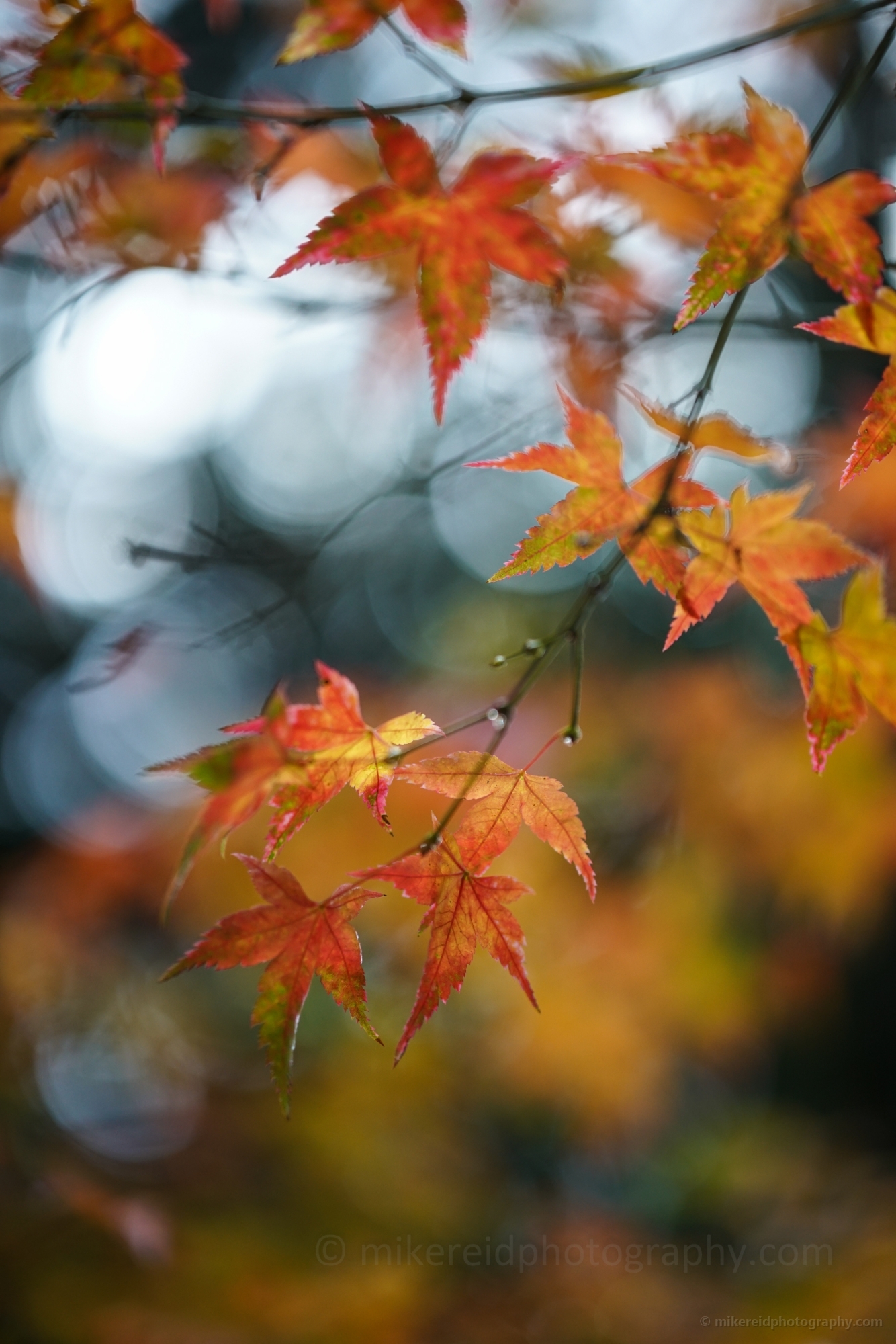 Layers of Soft Maple Leaves