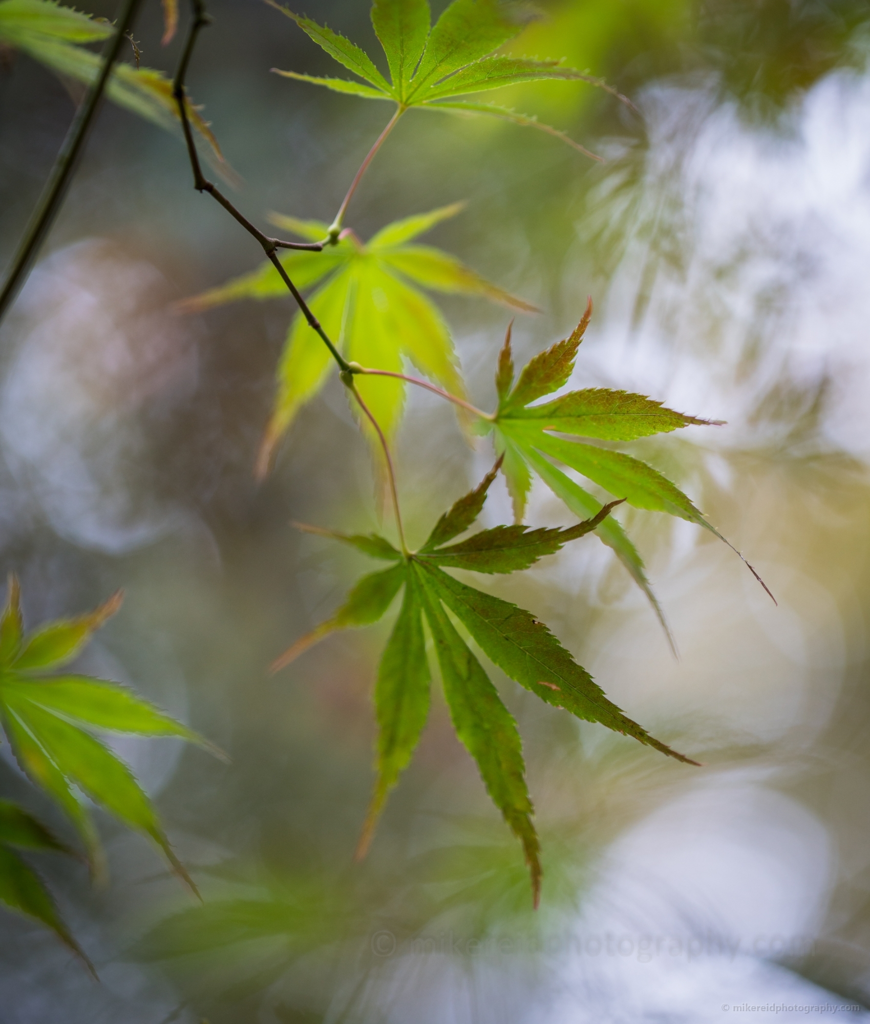 Mysterious Acer Leaves Green