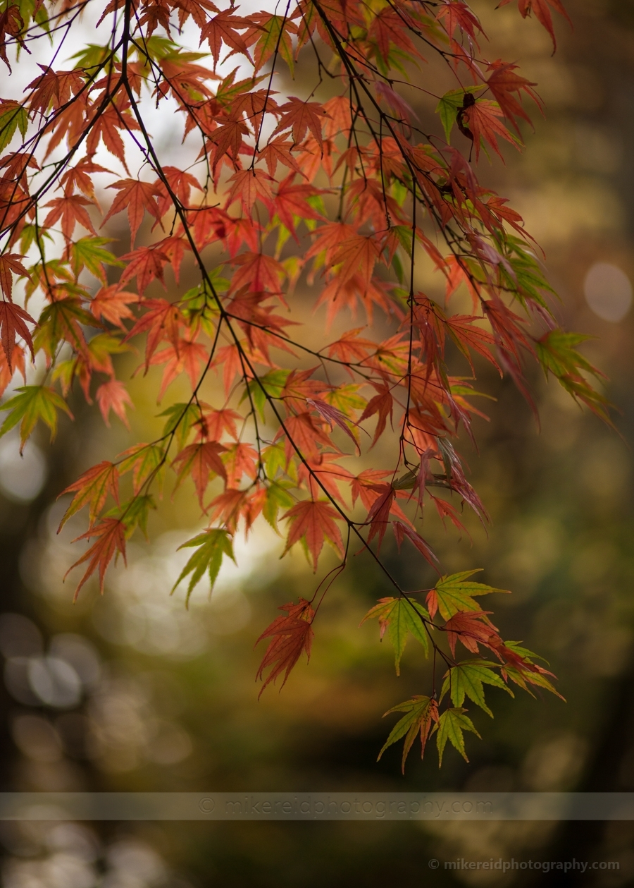 Natures Autumn Palette