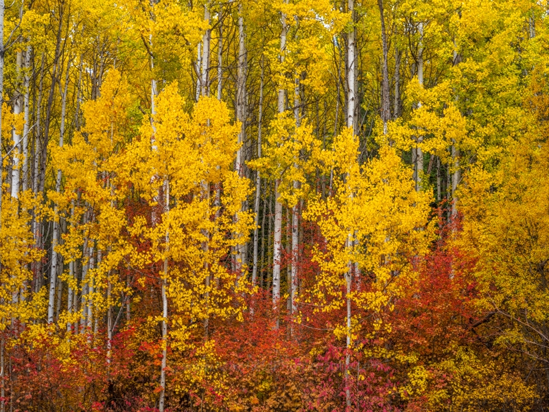Northwest Falls Colors Golden Fiery Trees