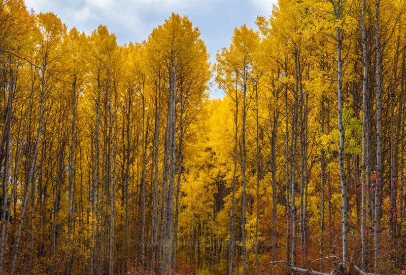 Northwest Falls Colors Golden Trees