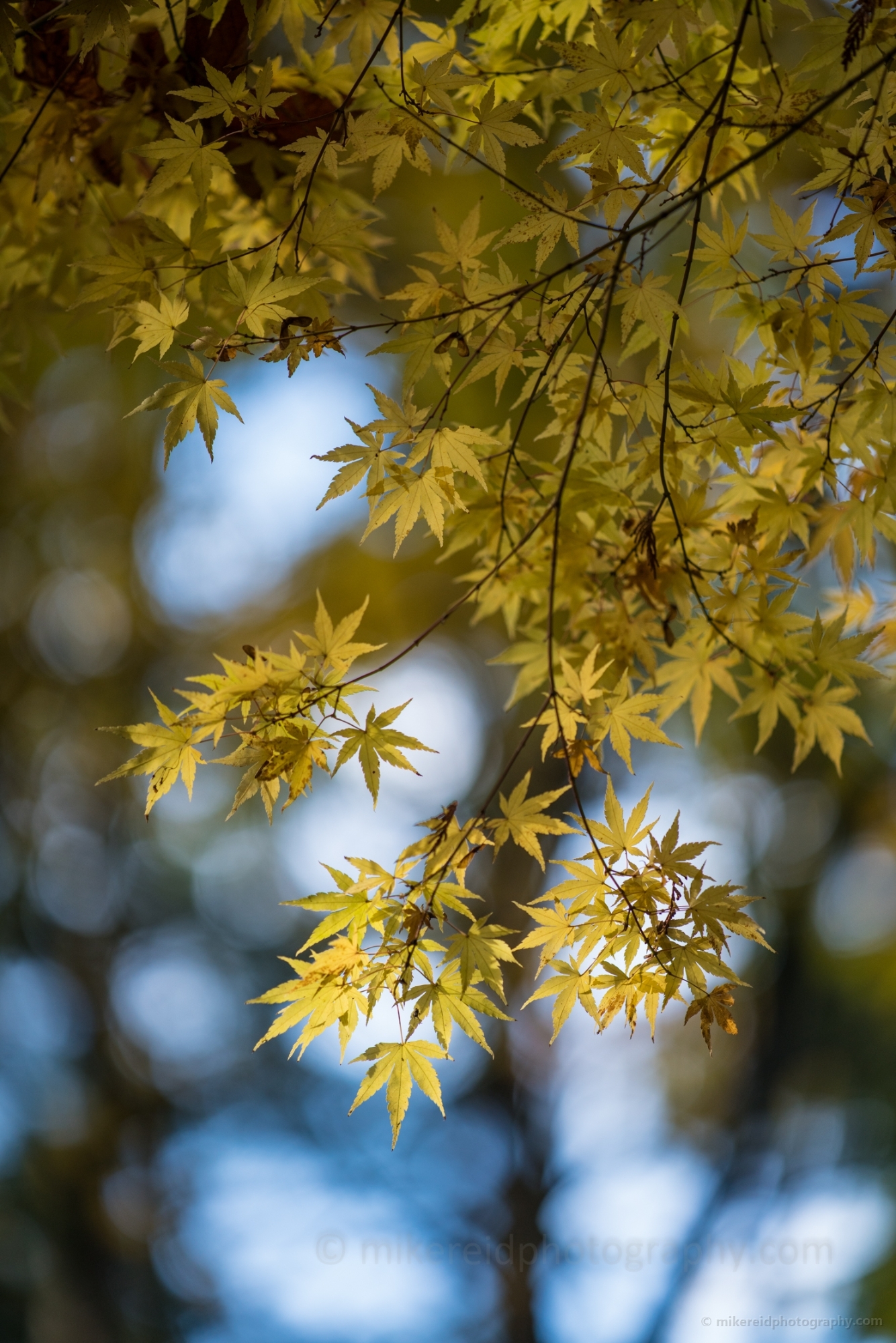 Pale Gold Acer Leaves