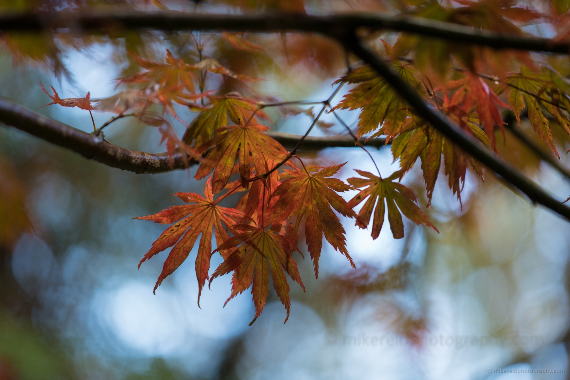 Red Backlit Maple Acer Leaves