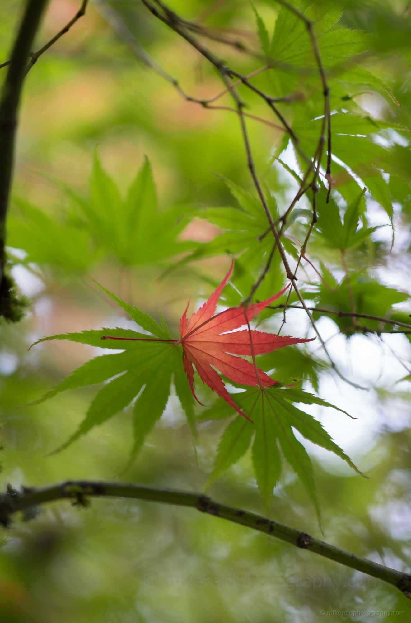 Red Green Leaves