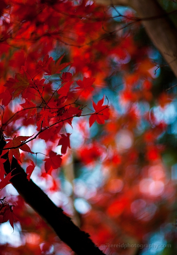 Sea of Red Leaves