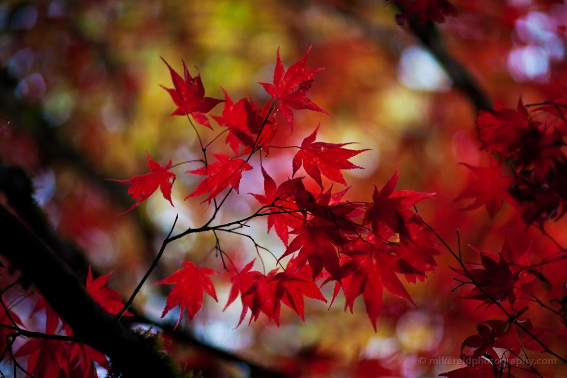 Vibrant Fall Colors 