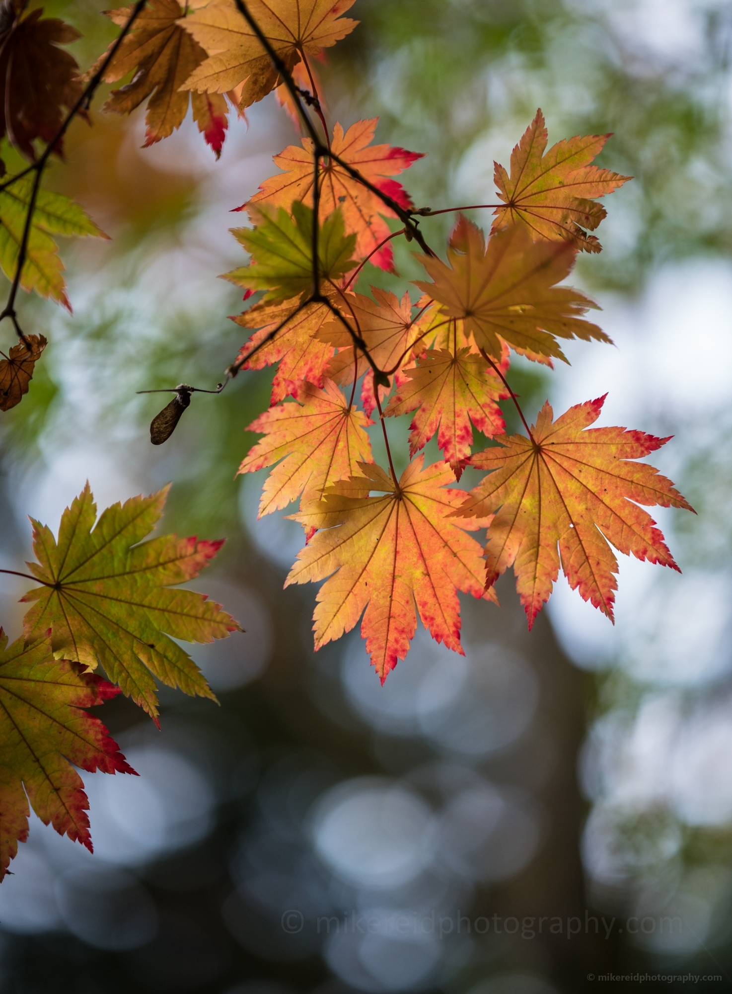 Vibrant Maple Leaves 