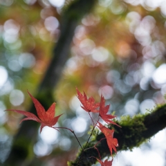 A Few Leaves Left To order a print please email me at  Mike Reid Photography : leaf, leaves, fall, fall colors, autumn, autumn colors, acer, japanese maples, botanical, abstract, bokeh, zeiss, macro, northwest, northwest images, canon, 85mm, 50mm, thin depth of field