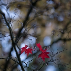 A Few Remaining Red Leaves To order a print please email me at  Mike Reid Photography : leaf, leaves, fall, fall colors, autumn, autumn colors, acer, japanese maples, botanical, abstract, bokeh, zeiss, macro, northwest, northwest images, canon, 85mm, 50mm, thin depth of field