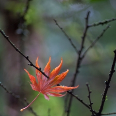 A Final Note To order a print please email me at  Mike Reid Photography : leaf, leaves, fall, fall colors, autumn, autumn colors, acer, japanese maples, botanical, abstract, bokeh, zeiss, macro, northwest, northwest images, canon, 85mm, 50mm, thin depth of field
