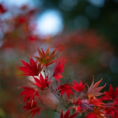 A Flourish of Japanese Maple Leaves in Red To order a print please email me at  Mike Reid Photography : leaf, leaves, fall, fall colors, autumn, autumn colors, acer, japanese maples, botanical, abstract, bokeh, zeiss, macro, northwest, northwest images