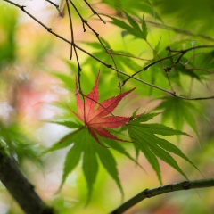 Acer Leaves Contrast To order a print please email me at  Mike Reid Photography