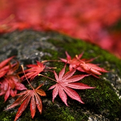 Acer Leaves Fallen To order a print please email me at  Mike Reid Photography : leaf, leaves, fall, fall colors, autumn, autumn colors, acer, japanese maples, botanical, abstract, bokeh, zeiss, macro, northwest, northwest images
