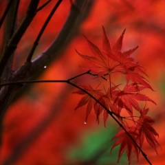 Acer Leaves Fanfare To order a print please email me at  Mike Reid Photography : leaf, leaves, fall, fall colors, autumn, autumn colors, acer, japanese maples, botanical, abstract, bokeh, zeiss, macro, northwest, northwest images