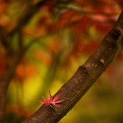 Acer Perched To order a print please email me at  Mike Reid Photography : leaf, leaves, fall, fall colors, autumn, autumn colors, acer, japanese maples, botanical, abstract, bokeh, zeiss, macro, northwest, northwest images