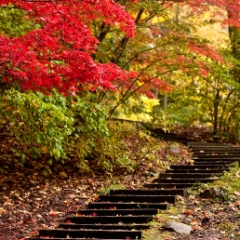 Arboretum Fall Colors Path.jpg