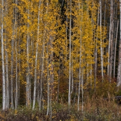 Aspen Treeline To order a print please email me at  Mike Reid Photography : leaf, leaves, fall, fall colors, autumn, autumn colors, acer, japanese maples, botanical, abstract, bokeh, zeiss, macro, northwest, northwest images
