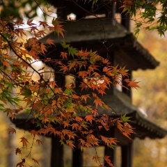 Autumn Pagoda To order a print please email me at  Mike Reid Photography : leaf, leaves, fall, fall colors, autumn, autumn colors, acer, japanese maples, botanical, abstract, bokeh, zeiss, macro, northwest, northwest images