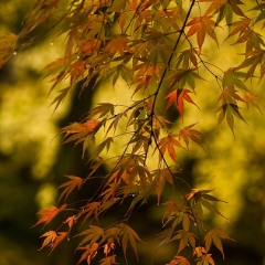 Autumns Branch.jpg
