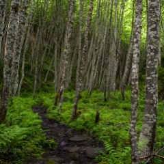 Birch Forest.jpg