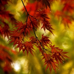 Branches of Crimson To order a print please email me at  Mike Reid Photography : leaf, leaves, fall, fall colors, autumn, autumn colors, acer, japanese maples, botanical, abstract, bokeh, zeiss, macro, northwest, northwest images, canon, 85mm, 50mm, thin depth of field