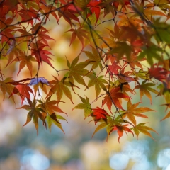 Canopy of Fall Colors Acer Leaves To order a print please email me at  Mike Reid Photography : leaf, leaves, fall, fall colors, autumn, autumn colors, acer, japanese maples, botanical, abstract, bokeh, zeiss, macro, northwest, northwest images, canon, 85mm, 50mm, thin depth of field