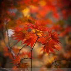 Crown of Acer Leaves To order a print please email me at  Mike Reid Photography : leaf, leaves, fall, fall colors, autumn, autumn colors, acer, japanese maples, botanical, abstract, bokeh, zeiss, macro, northwest, northwest images, canon, 85mm, 50mm, thin depth of field