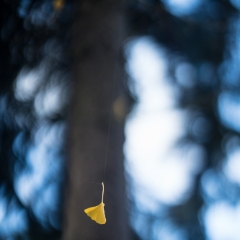 Dangling Ginkgo Leaf To order a print please email me at  Mike Reid Photography