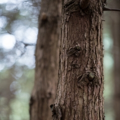 Dark Cedar Tree.jpg