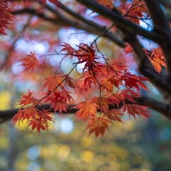 Fall Colors Bokeh A Branch of Fading Leaves To order a print please email me at  Mike Reid Photography : leaf, leaves, fall, fall colors, autumn, autumn colors, acer, japanese maples, botanical, abstract, bokeh, zeiss, macro, northwest, northwest images, medium format