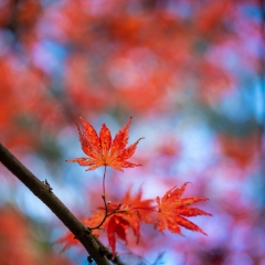 Fall Colors Bokeh Branch of Red Maple Leaves Closeup Zeiss 85mm Otus To order a print please email me at  Mike Reid Photography : leaf, leaves, fall, fall colors, autumn, autumn colors, acer, japanese maples, botanical, abstract, bokeh, zeiss, macro, northwest, northwest images, medium format