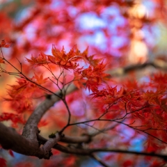 Fall Colors Bokeh Branch of Red Maple Leaves Fanning Out To order a print please email me at  Mike Reid Photography : leaf, leaves, fall, fall colors, autumn, autumn colors, acer, japanese maples, botanical, abstract, bokeh, zeiss, macro, northwest, northwest images, medium format
