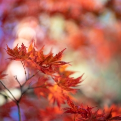 Fall Colors Bokeh Branch of Red Maple Leaves Flourish To order a print please email me at  Mike Reid Photography : leaf, leaves, fall, fall colors, autumn, autumn colors, acer, japanese maples, botanical, abstract, bokeh, zeiss, macro, northwest, northwest images, medium format