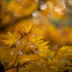 Fall Colors Bokeh Golden Leaves Turning To order a print please email me at  Mike Reid Photography : leaf, leaves, fall, fall colors, autumn, autumn colors, acer, japanese maples, botanical, abstract, bokeh, zeiss, macro, northwest, northwest images, medium format