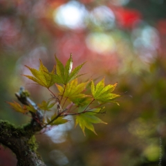 Fall Colors Bokeh Green Leaves Turning To order a print please email me at  Mike Reid Photography : leaf, leaves, fall, fall colors, autumn, autumn colors, acer, japanese maples, botanical, abstract, bokeh, zeiss, macro, northwest, northwest images
