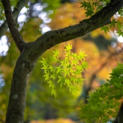 Fall Colors Bokeh Green Maple Leaves Turning To order a print please email me at  Mike Reid Photography : leaf, leaves, fall, fall colors, autumn, autumn colors, acer, japanese maples, botanical, abstract, bokeh, zeiss, macro, northwest, northwest images