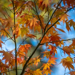 Fall Colors Bokeh Orange Leaves Turning To order a print please email me at  Mike Reid Photography : leaf, leaves, fall, fall colors, autumn, autumn colors, acer, japanese maples, botanical, abstract, bokeh, zeiss, macro, northwest, northwest images, medium format