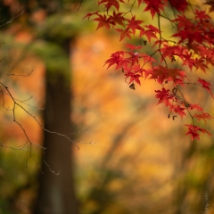 Fall Colors Bokeh Red Leaves Turning and Empty Branches.jpg