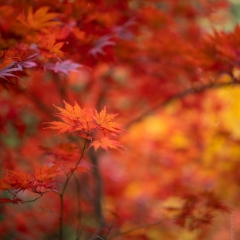 Fall Colors Bokeh Red Leaves on Red To order a print please email me at  Mike Reid Photography : leaf, leaves, fall, fall colors, autumn, autumn colors, acer, japanese maples, botanical, abstract, bokeh, zeiss, macro, northwest, northwest images, medium format