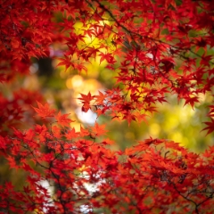 Fall Colors Bokeh Red Maple Leaves Montage To order a print please email me at  Mike Reid Photography : leaf, leaves, fall, fall colors, autumn, autumn colors, acer, japanese maples, botanical, abstract, bokeh, zeiss, macro, northwest, northwest images, medium format