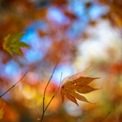 Fall Colors Bokeh Solitary Faded Leaf Closeup Colors To order a print please email me at  Mike Reid Photography : leaf, leaves, fall, fall colors, autumn, autumn colors, acer, japanese maples, botanical, abstract, bokeh, zeiss, macro, northwest, northwest images, medium format