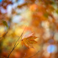 Fall Colors Bokeh Solitary Faded Leaf Closeup To order a print please email me at  Mike Reid Photography : leaf, leaves, fall, fall colors, autumn, autumn colors, acer, japanese maples, botanical, abstract, bokeh, zeiss, macro, northwest, northwest images, medium format