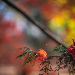 Fall Colors Bokeh Solitary Faded Red Leaf Closeup To order a print please email me at  Mike Reid Photography : leaf, leaves, fall, fall colors, autumn, autumn colors, acer, japanese maples, botanical, abstract, bokeh, zeiss, macro, northwest, northwest images, medium format