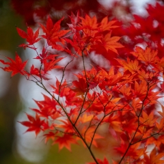 Fall Colors Branch of Fire To order a print please email me at  Mike Reid Photography : leaf, leaves, fall, fall colors, autumn, autumn colors, acer, japanese maples, botanical, abstract, bokeh, zeiss, macro, northwest, northwest images