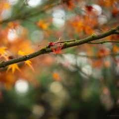 Fall Colors Branch of Two Leaves To order a print please email me at  Mike Reid Photography : leaf, leaves, fall, fall colors, autumn, autumn colors, acer, japanese maples, botanical, abstract, bokeh, zeiss, macro, northwest, northwest images